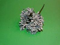 Beerenpick gefrostet - bleu-silber - max 5x verfgbar