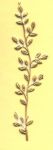 Blätterranke Nr. 1 D weiß-gold